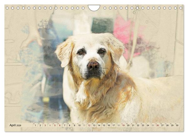 Produktbild: Golden Retriever 2026 (Wandkalender 2026 DIN A4 quer), CALVENDO Monatskalender