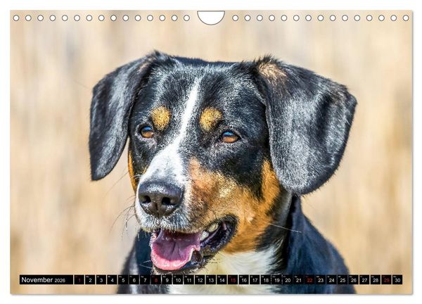 Produktbild: Entlebucher Sennenhund - treue Freunde (Wandkalender 2026 DIN A4 quer), CALVENDO Monatskalender