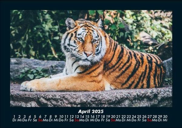 Produktbild: Tiger 2025 Fotokalender DIN A5