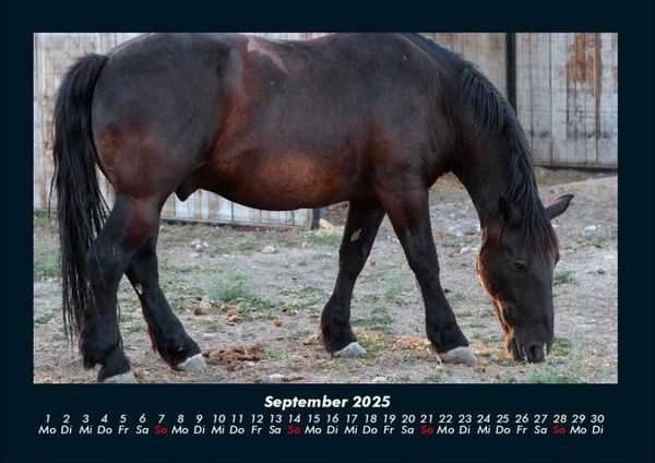 Produktbild: Pferde Kalender 2025 Fotokalender DIN A4