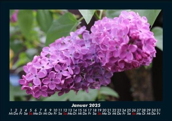 Produktbild: Blumenzauber 2025 Fotokalender DIN A5