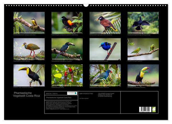 Produktbild: Phantastische Vogelwelt Costa Rica (Wandkalender 2026 DIN A2 quer), CALVENDO Monatskalender