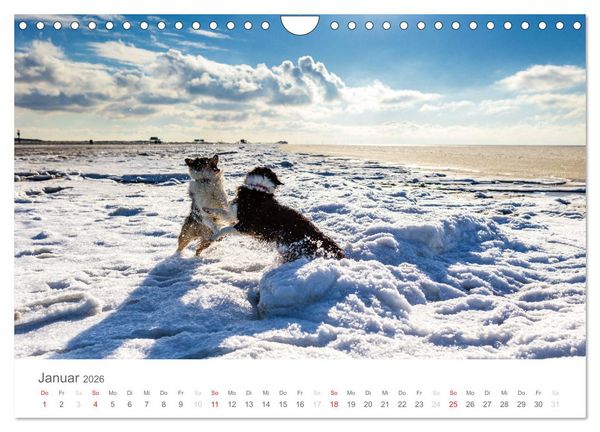 Produktbild: Australian Shepherd 2026 (Wandkalender 2026 DIN A4 quer), CALVENDO Monatskalender