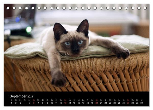 Produktbild: Haustiger - Ein Katzenkalender (Tischkalender 2026 DIN A5 quer), CALVENDO Monatskalender