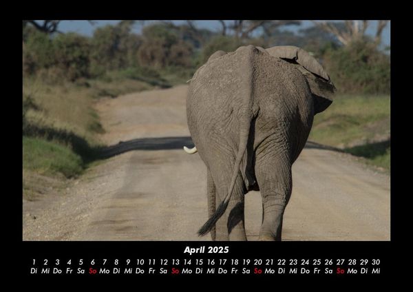 Produktbild: Elefanten 2025 Fotokalender DIN A3