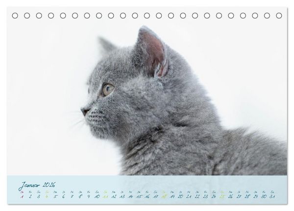 Produktbild: Ein kleiner Kater entdeckt die Welt! (Tischkalender 2026 DIN A5 quer), CALVENDO Monatskalender
