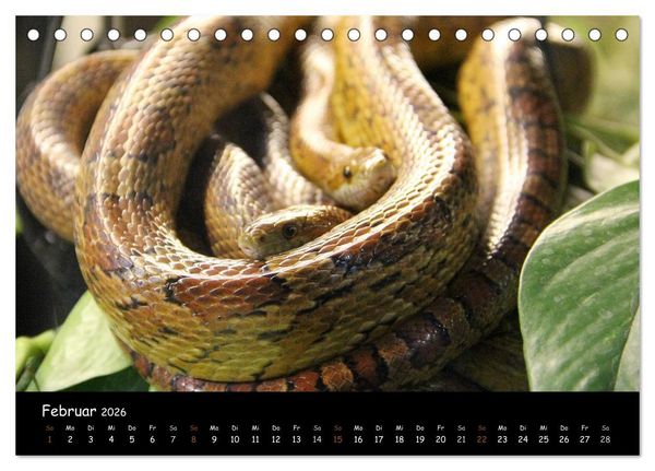 Produktbild: Reptilien 2026 (Tischkalender 2026 DIN A5 quer), CALVENDO Monatskalender