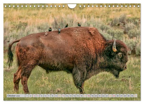 Produktbild: Bison und Wisent - Riesen mit unb&auml;ndiger Kraft (Wandkalender 2026 DIN A4 quer), CALVENDO Monatskalender