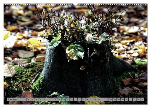 Produktbild: Spaziergang durch den Zauberwald (Wandkalender 2026 DIN A2 quer), CALVENDO Monatskalender