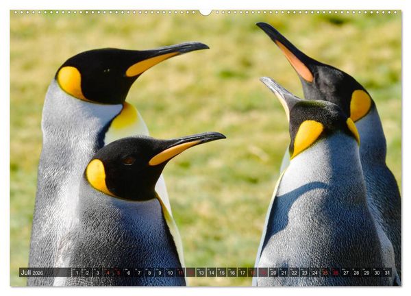 Produktbild: Tierparadies S&uuml;dpolarmeer (hochwertiger Premium Wandkalender 2026 DIN A2 quer), Kunstdruck in Hochglanz