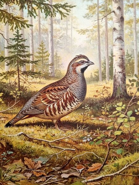 Produktbild: CALVENDO Puzzle Birkhuhn - seltener Vogel als Gem&auml;lde | 1000 Teile Lege-Gr&ouml;&szlig;e 64x48cm Foto-Puzzle f&uuml;r gl&uuml;ckliche Stunden