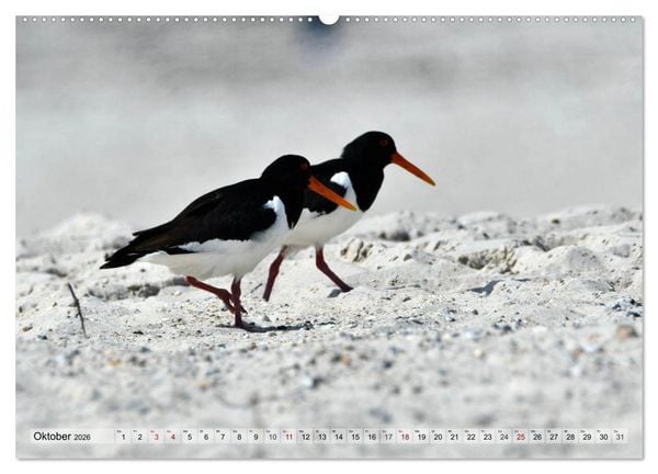 Produktbild: Sch&ouml;ne Insel Helgoland (hochwertiger Premium Wandkalender 2026 DIN A2 quer), Kunstdruck in Hochglanz