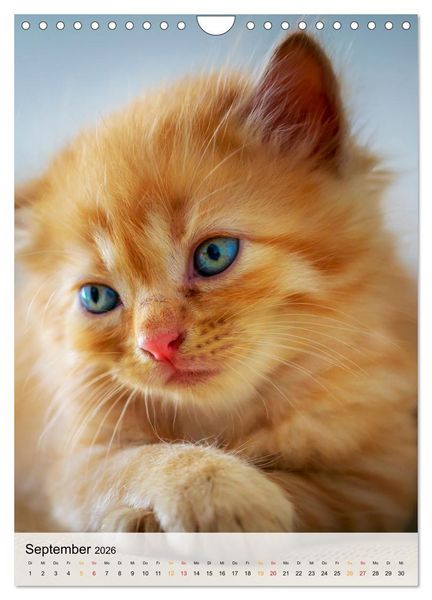Produktbild: Katzen - s&uuml;&szlig; und kuschelig (Wandkalender 2026 DIN A4 hoch), CALVENDO Monatskalender