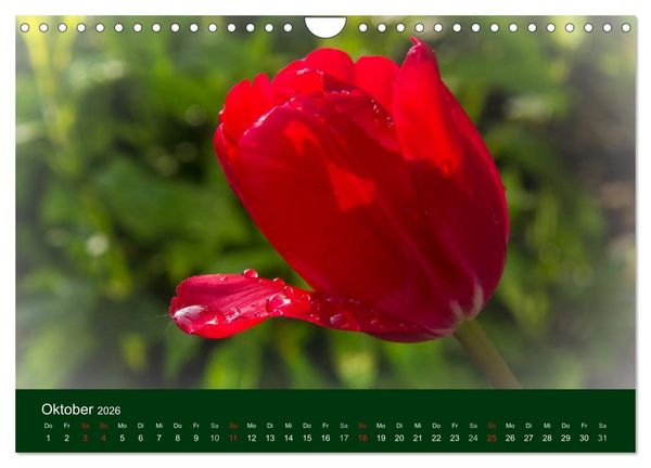 Produktbild: Blumen und Bl&uuml;ten (Wandkalender 2026 DIN A4 quer), CALVENDO Monatskalender