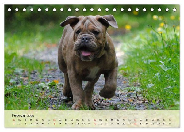 Produktbild: Bulldoggen-Kindergarten (Tischkalender 2026 DIN A5 quer), CALVENDO Monatskalender