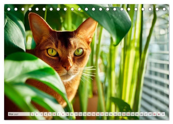 Produktbild: Katzen - Jeder Moment ein Abenteuer (Tischkalender 2027 DIN A5 quer), CALVENDO Monatskalender