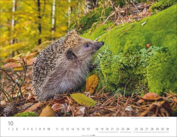 Produktbild: Heimische Wildtiere Kalender 2027