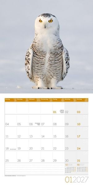 Produktbild: Eulen Kalender 2027 - 30x30 - Art12