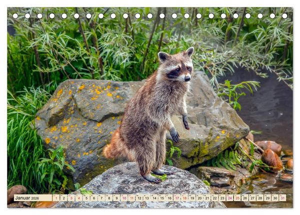 Produktbild: Waschb&auml;r - Niedlicher Allesfresser (Tischkalender 2026 DIN A5 quer), CALVENDO Monatskalender