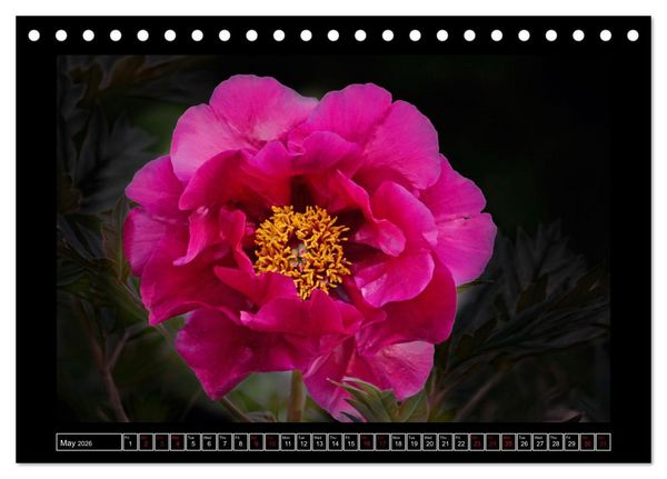 Produktbild: Mysterious plant portraits (Desk Calendar 2026 DIN A5 landscape), CALVENDO 12 Month DeskCalendar
