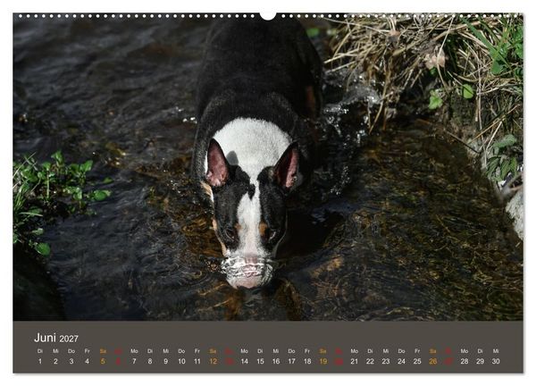 Produktbild: Bullterrier, liebenswerte Sturk&ouml;pfe (Wandkalender 2027 DIN A2 quer), CALVENDO Monatskalender