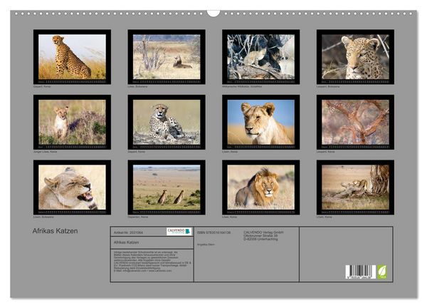 Produktbild: Afrikas Katzen (Wandkalender 2026 DIN A2 quer), CALVENDO Monatskalender