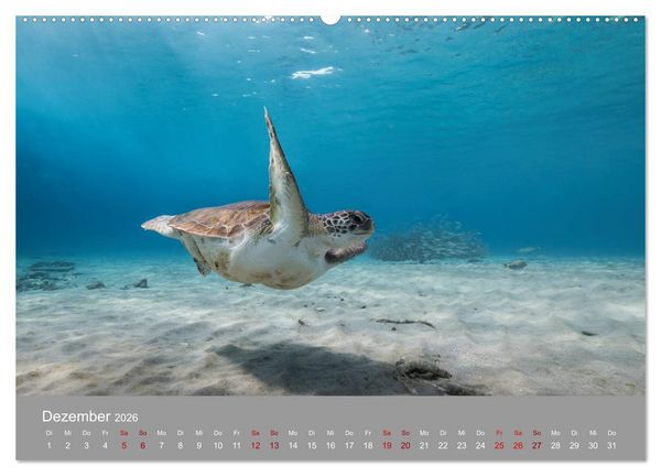 Produktbild: Karibische Meeresschildkr&ouml;ten (hochwertiger Premium Wandkalender 2026 DIN A2 quer), Kunstdruck in Hochglanz
