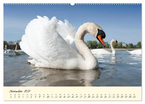 Produktbild: Vom K&uuml;ken zum stolzen Schwan (hochwertiger Premium Wandkalender 2027 DIN A2 quer), Kunstdruck in Hochglanz