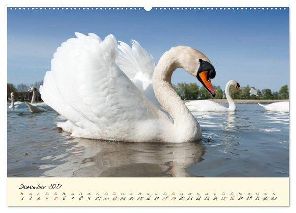 Produktbild: Vom K&uuml;ken zum stolzen Schwan (Wandkalender 2027 DIN A2 quer), CALVENDO Monatskalender