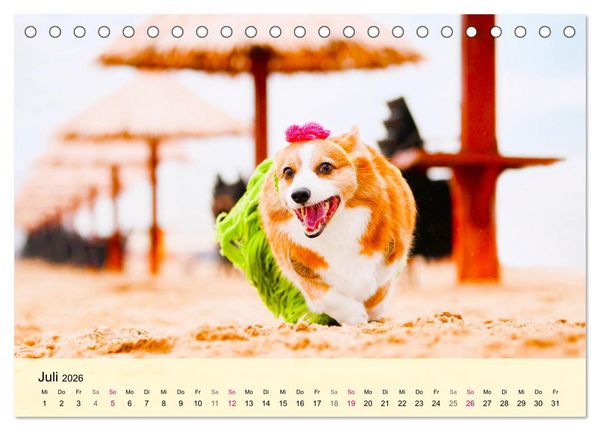 Produktbild: Welsh Corgi. Zauberhafter Dickkopf auf kurzen Beinen (Tischkalender 2026 DIN A5 quer), CALVENDO Monatskalender