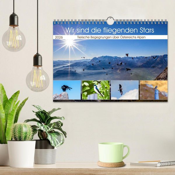 Produktbild: Wir sind die fliegenden Stars (Wandkalender 2026 DIN A4 quer), CALVENDO Monatskalender
