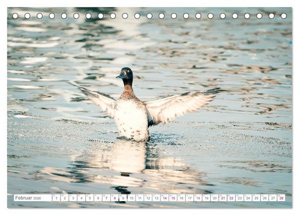 Produktbild: Vogelwelt am Bodensee 2026 (Tischkalender 2026 DIN A5 quer), CALVENDO Monatskalender