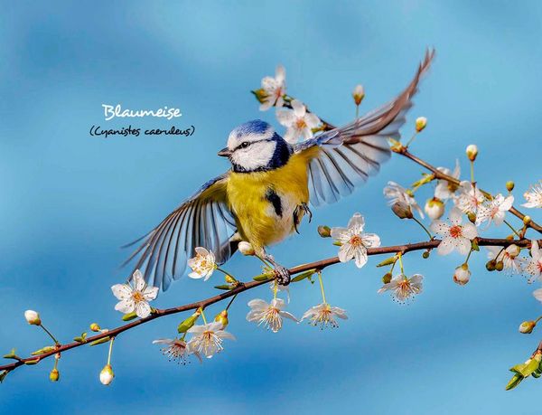 Produktbild: Unsere Gartenv&ouml;gel 2027
