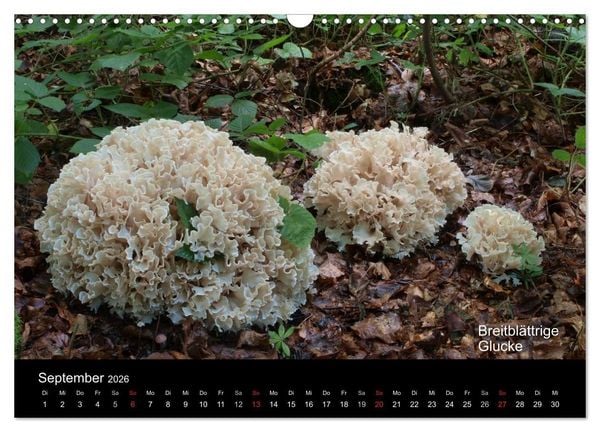 Produktbild: Pilzkalender (Wandkalender 2026 DIN A3 quer), CALVENDO Monatskalender