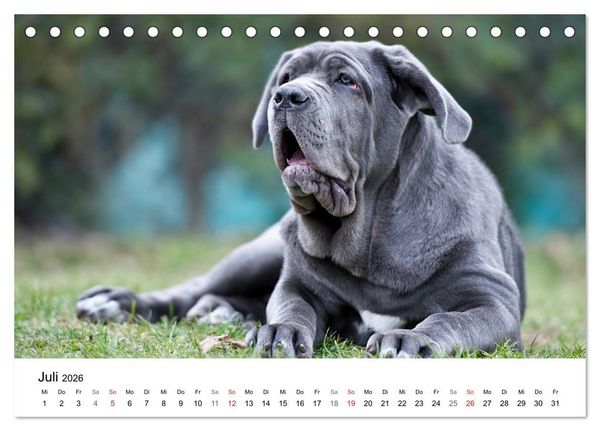 Produktbild: Mein Hundekalender 2026 (Tischkalender 2026 DIN A5 quer), CALVENDO Monatskalender