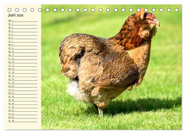 Produktbild: H&uuml;hner. Intelligent, sch&ouml;n und faszinierend (Tischkalender 2026 DIN A5 quer), CALVENDO Monatskalender