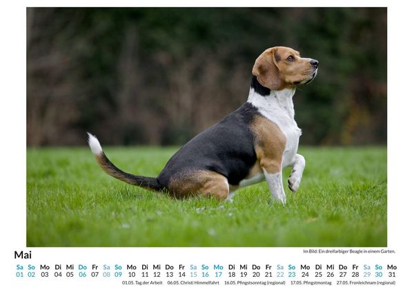 Produktbild: Beagle