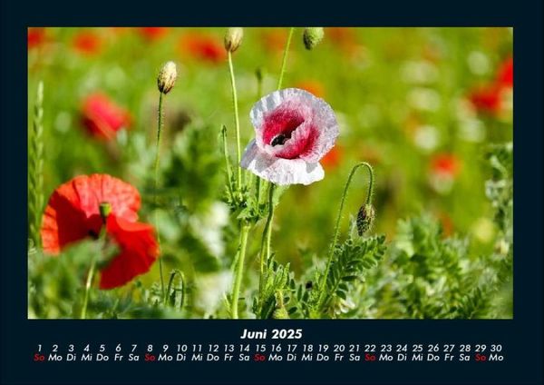 Produktbild: Pflanzen und Bl&uuml;ten 2025 Fotokalender DIN A4