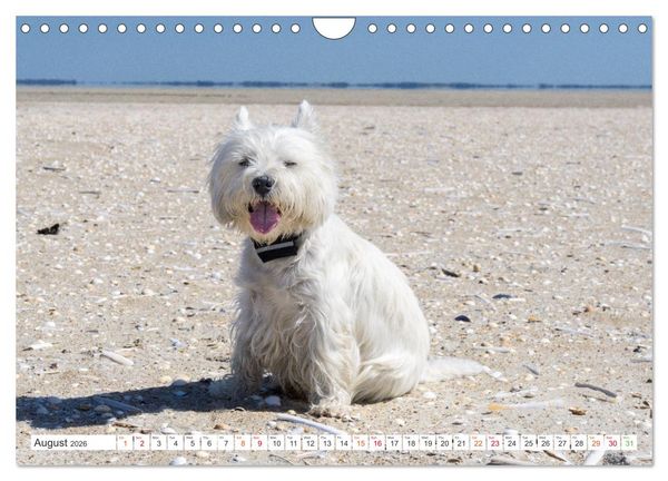 Produktbild: West Highland White Terrier - Your charming companion (Wall Calendar 2026 DIN A4 landscape), CALVENDO 12 Month Wall Calendar