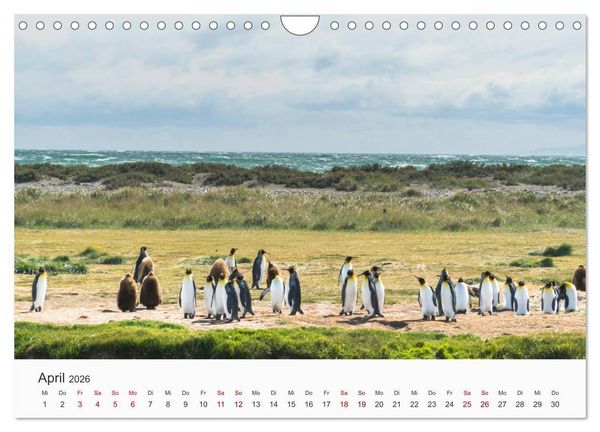 Produktbild: Pinguine - Die sympathischen Frack-Tr&auml;ger (Wandkalender 2026 DIN A4 quer), CALVENDO Monatskalender
