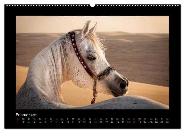 Produktbild: Vollblutaraber (hochwertiger Premium Wandkalender 2026 DIN A2 quer), Kunstdruck in Hochglanz