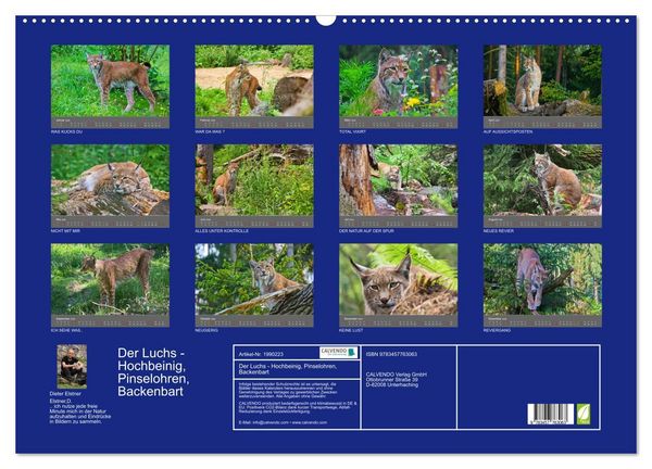 Produktbild: Der Luchs - Hochbeinig, Pinselohren, Backenbart (Wandkalender 2026 DIN A2 quer), CALVENDO Monatskalender