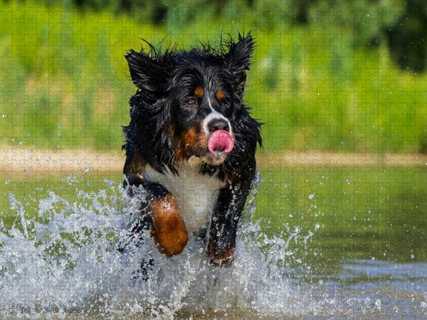 Produktbild: CALVENDO Puzzle Berner Sennenhund am See | 1000 Teile Lege-Gr&ouml;&szlig;e 64x48cm Foto-Puzzle f&uuml;r gl&uuml;ckliche Stunden