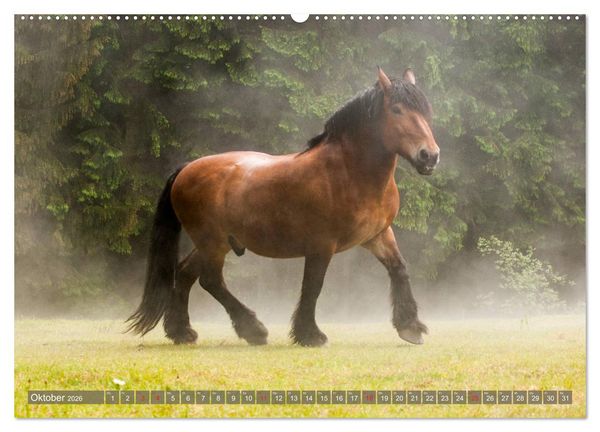 Produktbild: Kaltbl&uuml;ter - Schwere Pferde mit Charme (hochwertiger Premium Wandkalender 2026 DIN A2 quer), Kunstdruck in Hochglanz