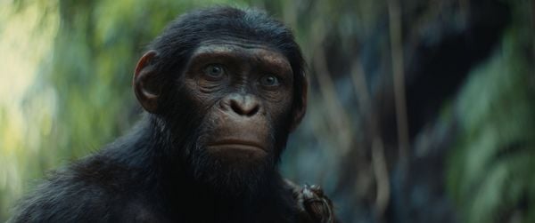 Produktbild: Planet der Affen - New Kingdom (4K Ultra HD) (+ Blu-ray)