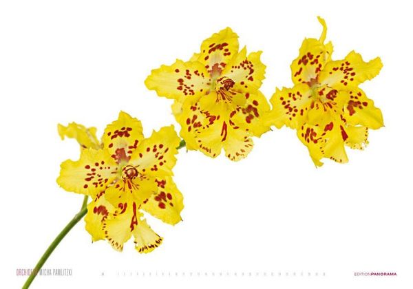 Produktbild: Pawlitzki, M: Orchideen/immerw&auml;hrend