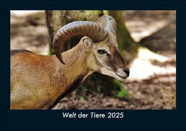 Produktbild: Welt der Tiere 2025 Fotokalender DIN A5