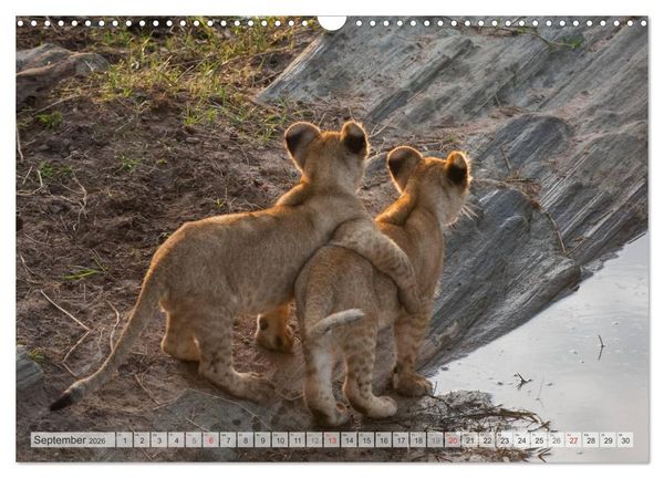 Produktbild: Emotionale Momente: Liebenswerte L&ouml;wenbabys (Wandkalender 2026 DIN A3 quer), CALVENDO Monatskalender