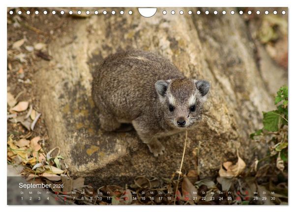 Produktbild: Ostafrika - Tansania und Kenia hautnah (Wandkalender 2026 DIN A4 quer), CALVENDO Monatskalender