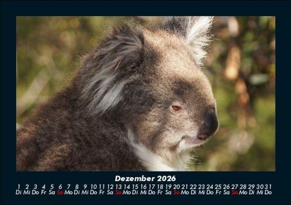 Produktbild: Koala 2026 Fotokalender DIN A5